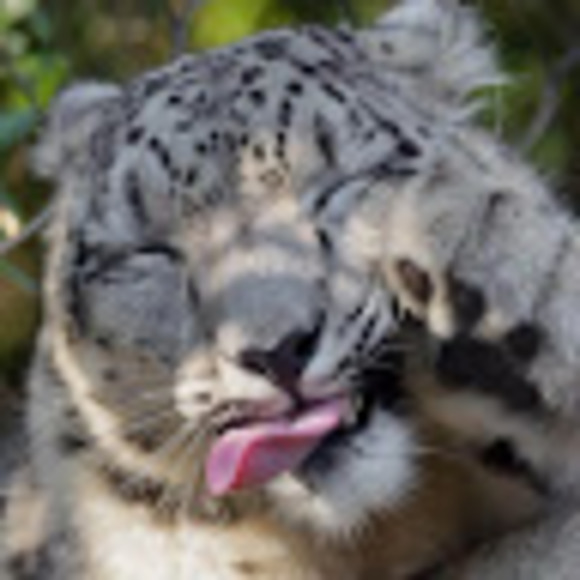 Meet your Posher, Shanalia - Picture 1 of 1